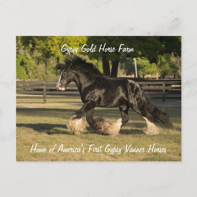Gypsy Gold Gypsy Vanner postcard BB King (Front)