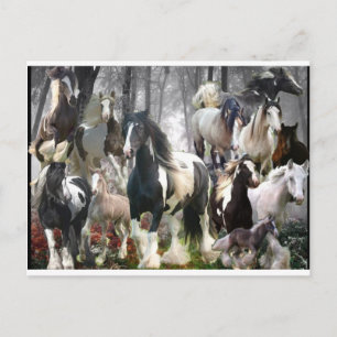 Gypsy Horse Gifts Postcard