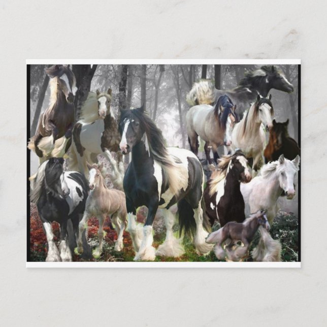 Gypsy Horse Gifts Postcard (Front)