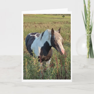 Gypsy pony card