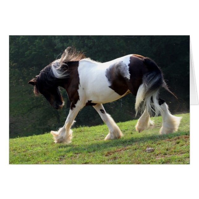 Gypsy Vanner (Front Horizontal)