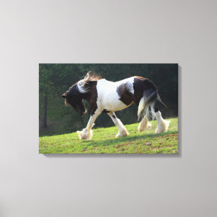 Gypsy Vanner Canvas Print