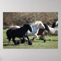 Gypsy Vanner Horses Running
