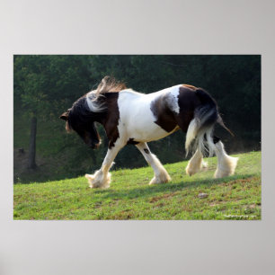 Gypsy Vanner Poster