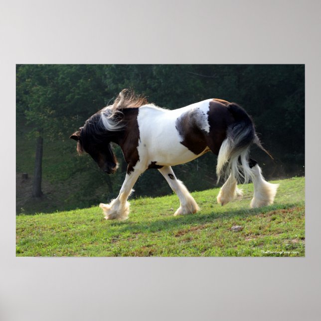 Gypsy Vanner Poster (Front)