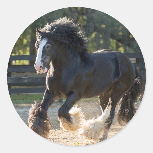 Gypsy Vanner stickers (Front)