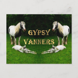 Gypsy Vanners Postcard