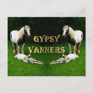 Gypsy Vanners Postcard