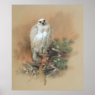Gyrfalcon - 1861 poster