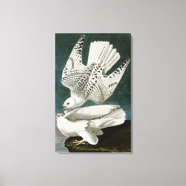 Gyrfalcon by John Audubon Canvas Print (Front)