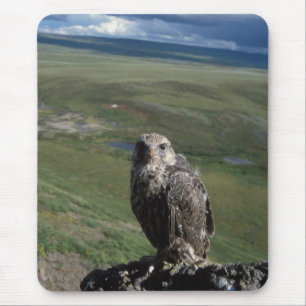 gyrfalcon, Falco rusticolus, juvenile Mouse Mat