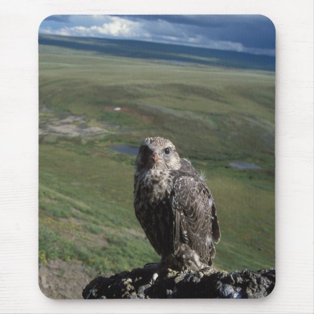 gyrfalcon, Falco rusticolus, juvenile Mouse Mat (Front)