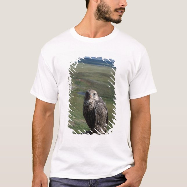 gyrfalcon, Falco rusticolus, juvenile T-Shirt (Front)