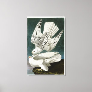 Gyrfalcon Fine Art by John Audubon Canvas Print