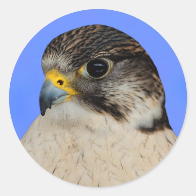 Gyrfalcon Saker Hybrid Falcon Classic Round Sticker (Front)