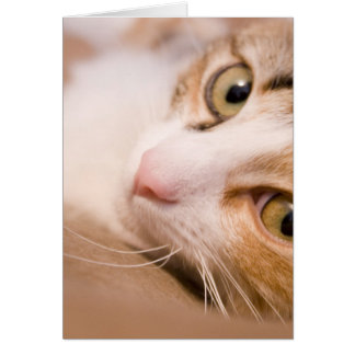 Gyro the cat