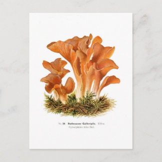 Gyrocephalus rufus postcard