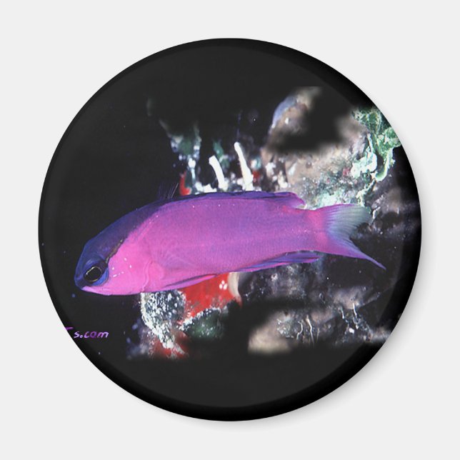 H2Oasis Basslet Magnet (Front)