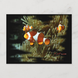 H2Oasis Clownfish Postcard
