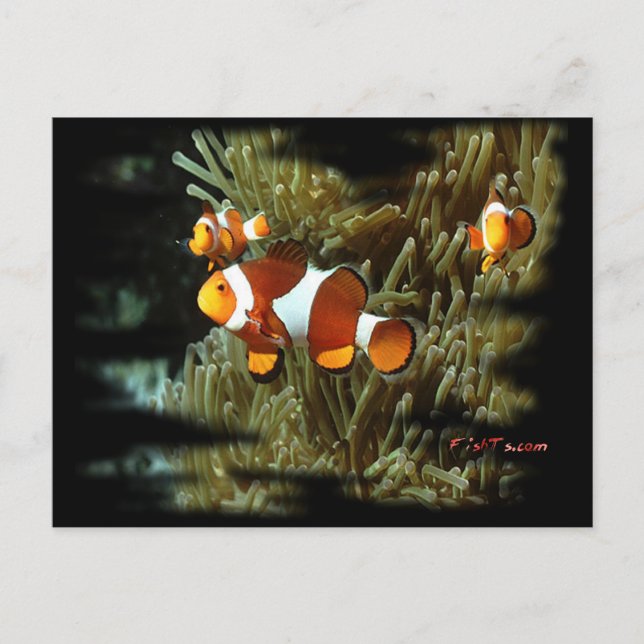 H2Oasis Clownfish Postcard (Front)