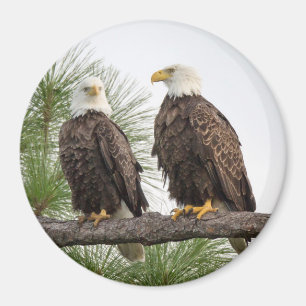 H&O Circle Magnet (Various Sizes Available)