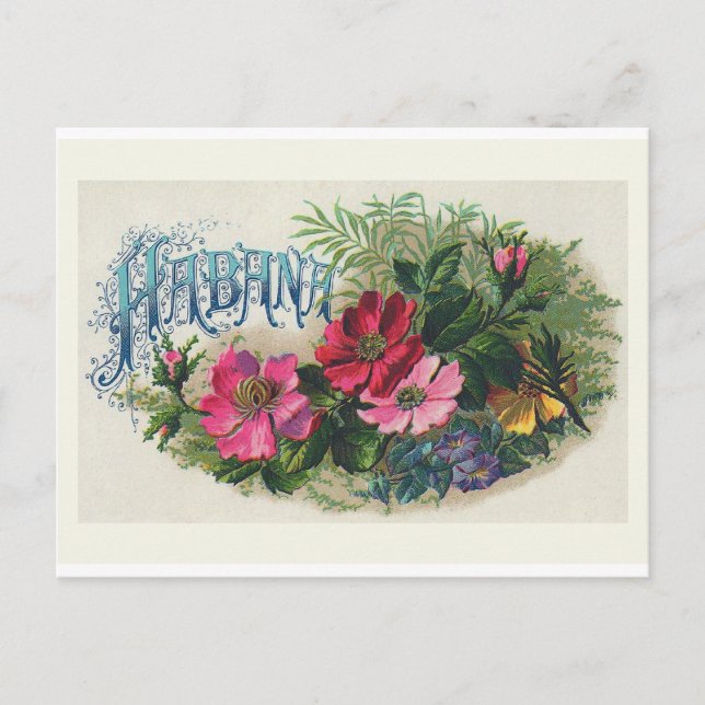 "Habana Cigar Box Label" Vintage Postcard (Front)