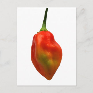Habanero Single Pepper Photograph Postcard