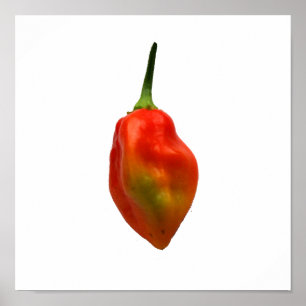 Habanero Single Pepper Photograph Poster