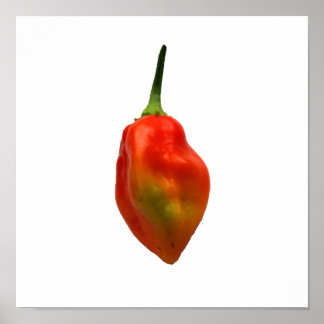 Habanero Single Pepper Photograph Poster