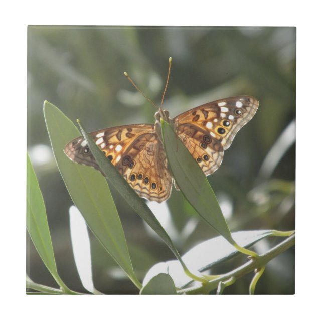 Hackberry Emperor Butterfly Tile (Front)