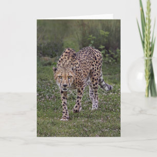 Hackles Up Cheetah Card