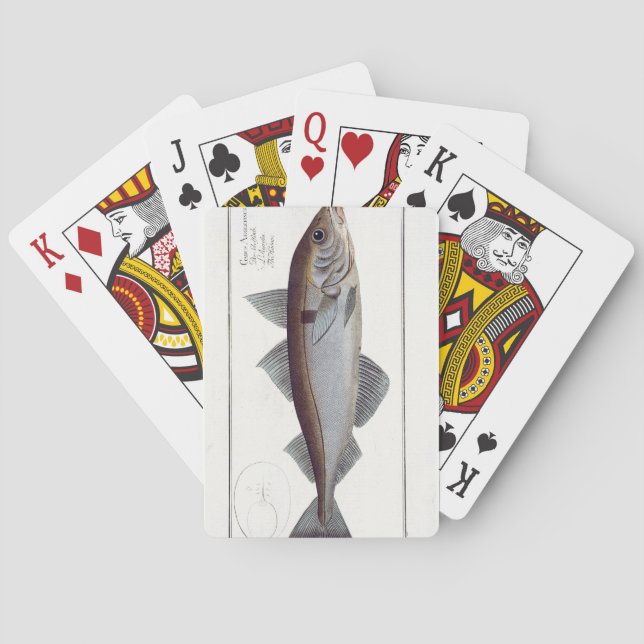 Haddock (Gadus Aeglefinus) plate LXII from 'Ichthy Playing Cards (Back)