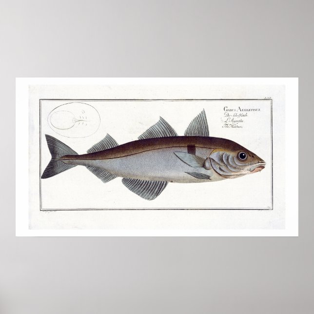 Haddock (Gadus Aeglefinus) plate LXII from 'Ichthy Poster (Front)