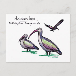 Hadeda Ibis Postcard