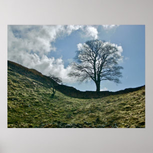 Hadrian's Gap in the Wall, Sycamore Tree Poster