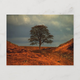 Hadrian's Wall  Sycamore Gap  - Postcard