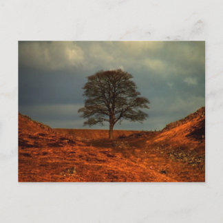 Hadrian's Wall  Sycamore Gap  - Postcard