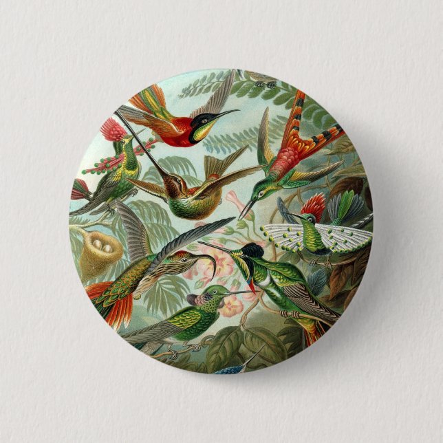 Haeckel 6 Cm Round Badge (Front)