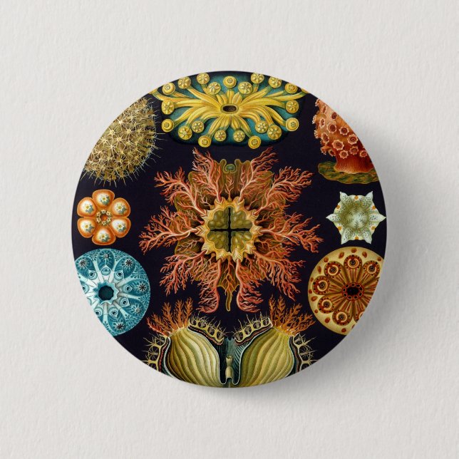 Haeckel 6 Cm Round Badge (Front)