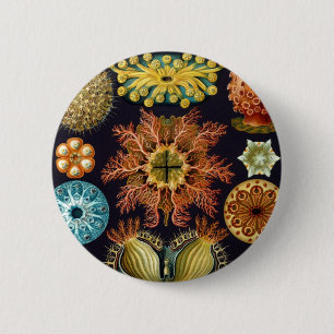 Haeckel 6 Cm Round Badge