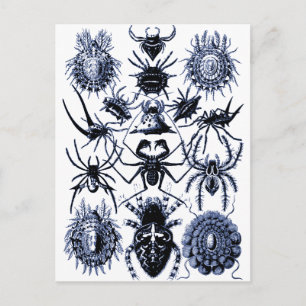 Haeckel Arachnida Spiders in Blue Postcard