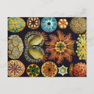 Haeckel Ascidiae multiple products selected Postcard