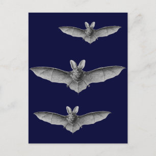Haeckel Bat Postcard