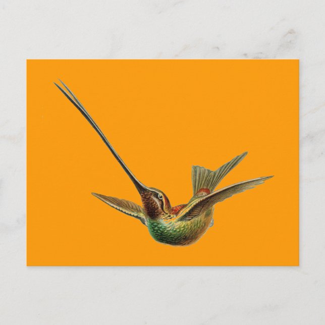 Haeckel Bird Postcard (Front)