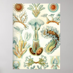 Haeckel Bryozoa Poster