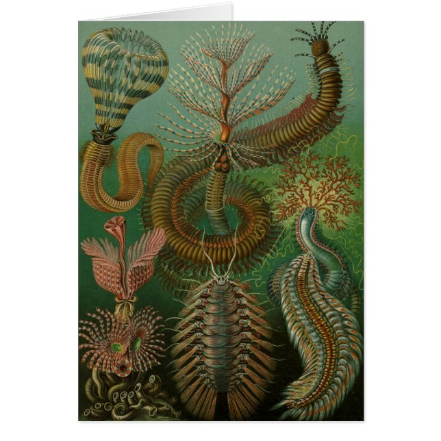 Haeckel Centipedes (Front)