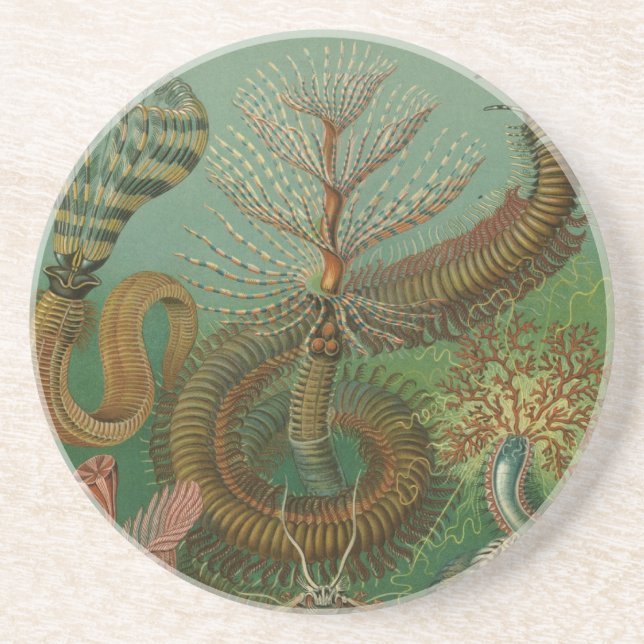 Haeckel Centipedes Coaster (Front)