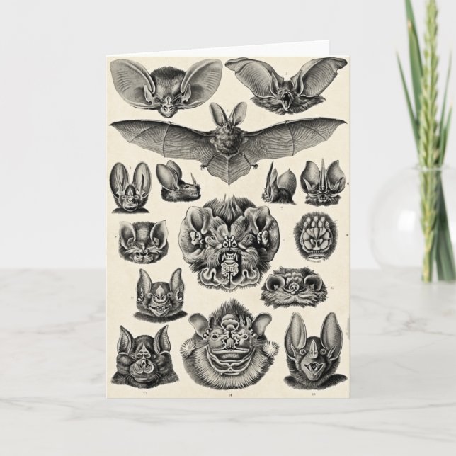 Haeckel Chiroptera Card (Front)