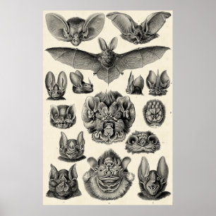 Haeckel Chiroptera Poster