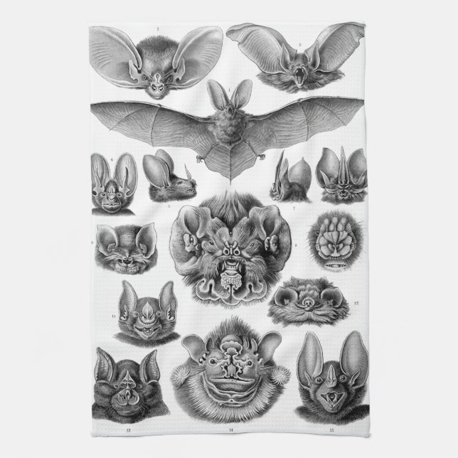 Haeckel Chiroptera Tea Towel (Vertical)